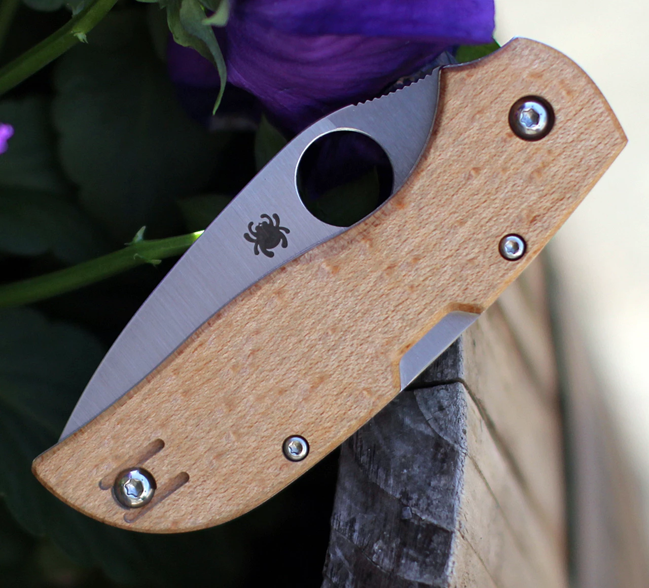 Hot Sale 😀 Spyderco Knives Spyderco Chaparral Birdseye Maple C152WDP, 2.79" CTS XHP Plain Blade, Wood Handle 🔔 5 Hot Sale 😀 Spyderco Knives Spyderco Chaparral Birdseye Maple C152WDP, 2.79" CTS XHP Plain Blade, Wood Handle 🔔 - Image 5