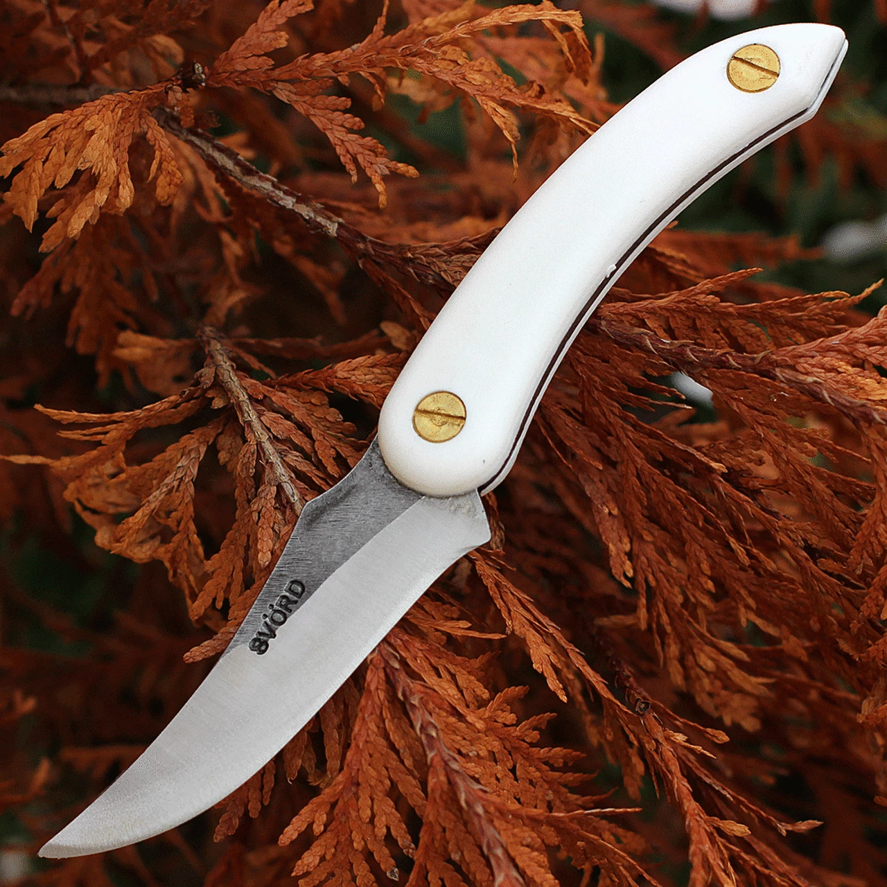New 😍 Svord Knives Svord Amerikiwi Skinner - White (3.5" 15N20 Satin) AMKIW 🛒 1 New 😍 Svord Knives Svord Amerikiwi Skinner - White (3.5" 15N20 Satin) AMKIW 🛒