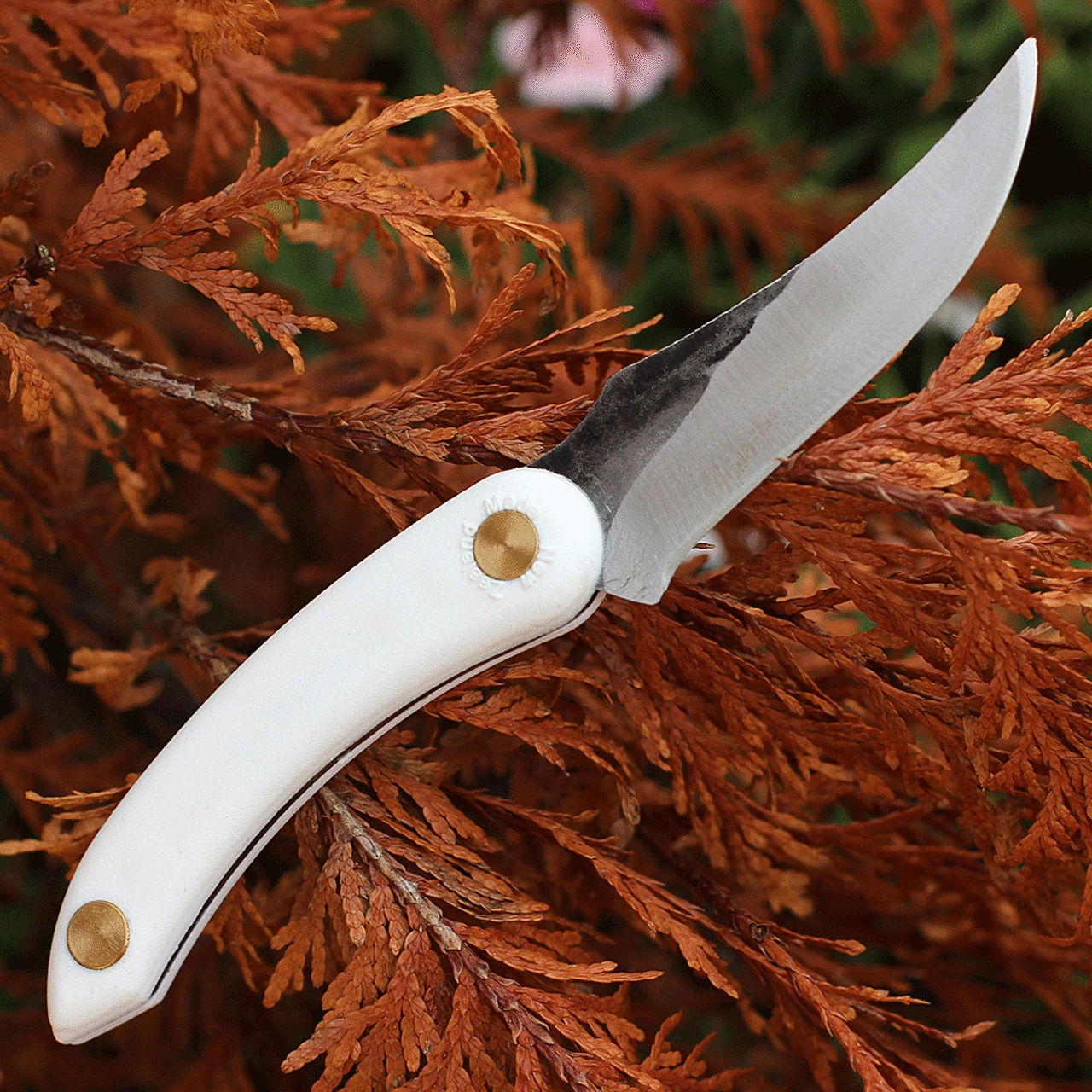 New 😍 Svord Knives Svord Amerikiwi Skinner - White (3.5" 15N20 Satin) AMKIW 🛒 2 New 😍 Svord Knives Svord Amerikiwi Skinner - White (3.5" 15N20 Satin) AMKIW 🛒 - Image 2